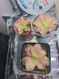 （分類：）位於 。 由 amy2174 提交（商品編號 1450403906，圖片 1）。簡介： 。
