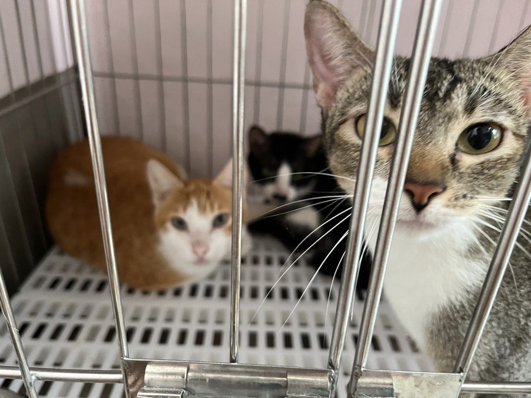 Stainless Steel Pet Cage (Category: Homes & Other Pet Accessories) located in Caloocan City. Submitted by justprettythings07 (Listing ID 1453815095, Image 2). Description: Size: 2*3*2 feet 1 layer only with Tray.
