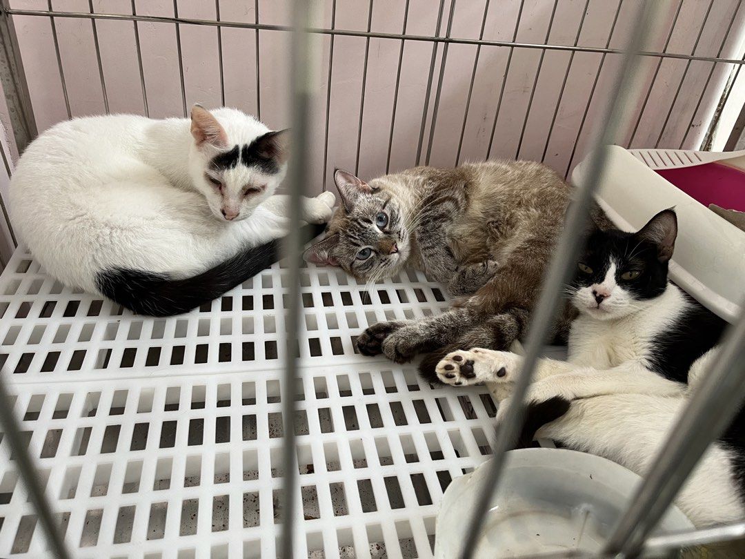 Stainless Steel Pet Cage (Category: Homes & Other Pet Accessories) located in Caloocan City. Submitted by justprettythings07 (Listing ID 1453815095, Image 3). Description: Size: 2*3*2 feet 1 layer only with Tray.