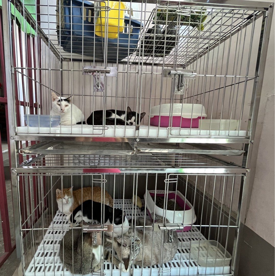 Stainless Steel Pet Cage (Category: Homes & Other Pet Accessories) located in Caloocan City. Submitted by justprettythings07 (Listing ID 1453815095, Image 1). Description: Size: 2*3*2 feet 1 layer only with Tray.