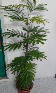 (Category: ) located in . Submitted by jtflorist (Listing ID 1451754465, Image 1). Description: .