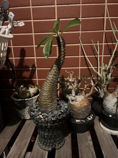 （分類：）位於 。 由 faigor5273 提交（商品編號 1454496890，圖片 1）。簡介： 。