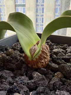 （分類：）位於 。 由 sundingg 提交（商品編號 1454371716，圖片 1）。簡介： 。
