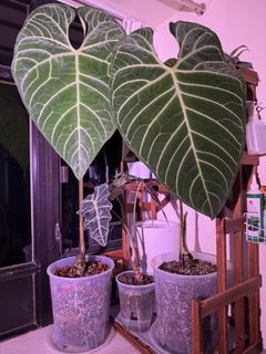 （分類：）位於 。 由 anthuriumroom 提交（商品編號 1453620131，圖片 1）。簡介： 。
