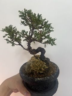 （分類：）位於 。 由 victorkywongjp 提交（商品編號 1454463564，圖片 1）。簡介： 。