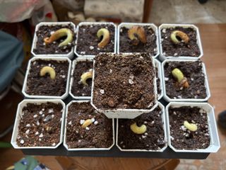 （分類：）位於 。 由 clinton.clinton 提交（商品編號 1454405414，圖片 1）。簡介： 。