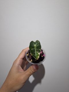 (Category: ) located in . Submitted by tkaikai (Listing ID 1454371494, Image 1). Description: .