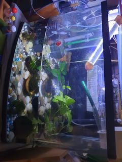 (Category: ) located in . Submitted by g4edge (Listing ID 1454409610, Image 1). Description: .