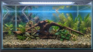 (Category: ) located in . Submitted by elmohi5 (Listing ID 1454397566, Image 1). Description: .