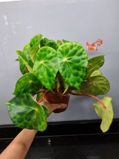 (Category: ) located in . Submitted by hmflowers (Listing ID 1454372824, Image 1). Description: .