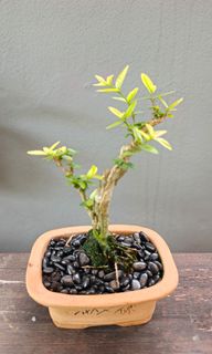 (Category: ) located in . Submitted by hongmeiliu06 (Listing ID 1454448636, Image 1). Description: .