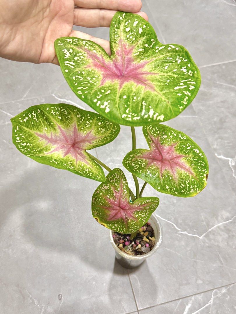 Caladium (Category: Plants & Seeds) located in Singapore. Submitted by happyclips (Listing ID 1440727708, Image 1). Description: 👉🏻Caladium Pink Beauty 👉🏻Healthy roots 👉🏻photo update on 8 August 2026 👉🏻when it’s matured, will have bigger leaves and the pink is stunning! Look Like the 2nd photo of mummy plant . 👉🏻Self collect at Hougang Ave 7.