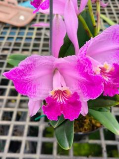 Cattleya Alliance  Collection item 2