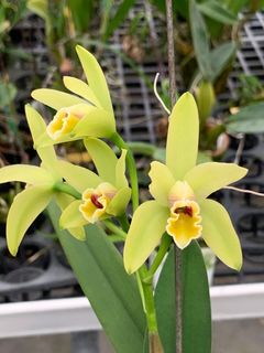 Cattleya Alliance  Collection item 3
