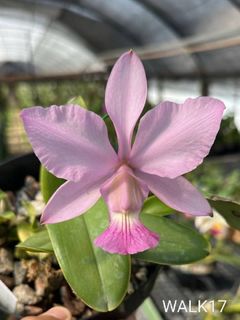 Cattleya Alliance  Collection item 1