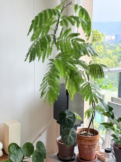（分類：）位於 。 由 elsamouse 提交（商品編號 1454456652，圖片 1）。簡介： 。