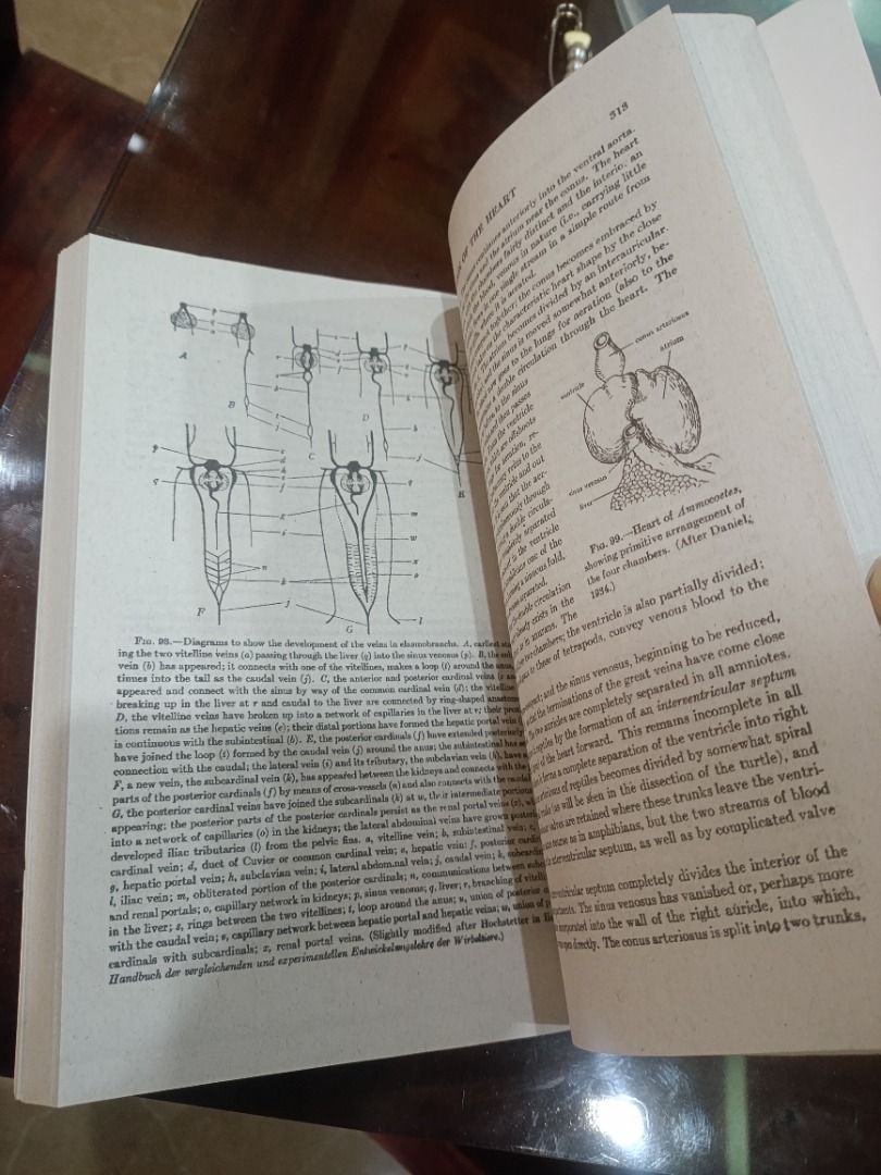 Comparative Vertebrate Anatomy by Libbie Henrietta Hyman (Category: Textbooks) located in Batac City. Submitted by yellowstone_1012 (Listing ID 1454367534, Image 3). Description: - Comparative Vertebrate Anatomy textbook by Libbie Henrietta Hyman. - Reprinted and exclusively distributed by National Book Store. - Features detailed diagrams and comprehensive text on vertebrate anatomy. - An excellent reference for biology students..