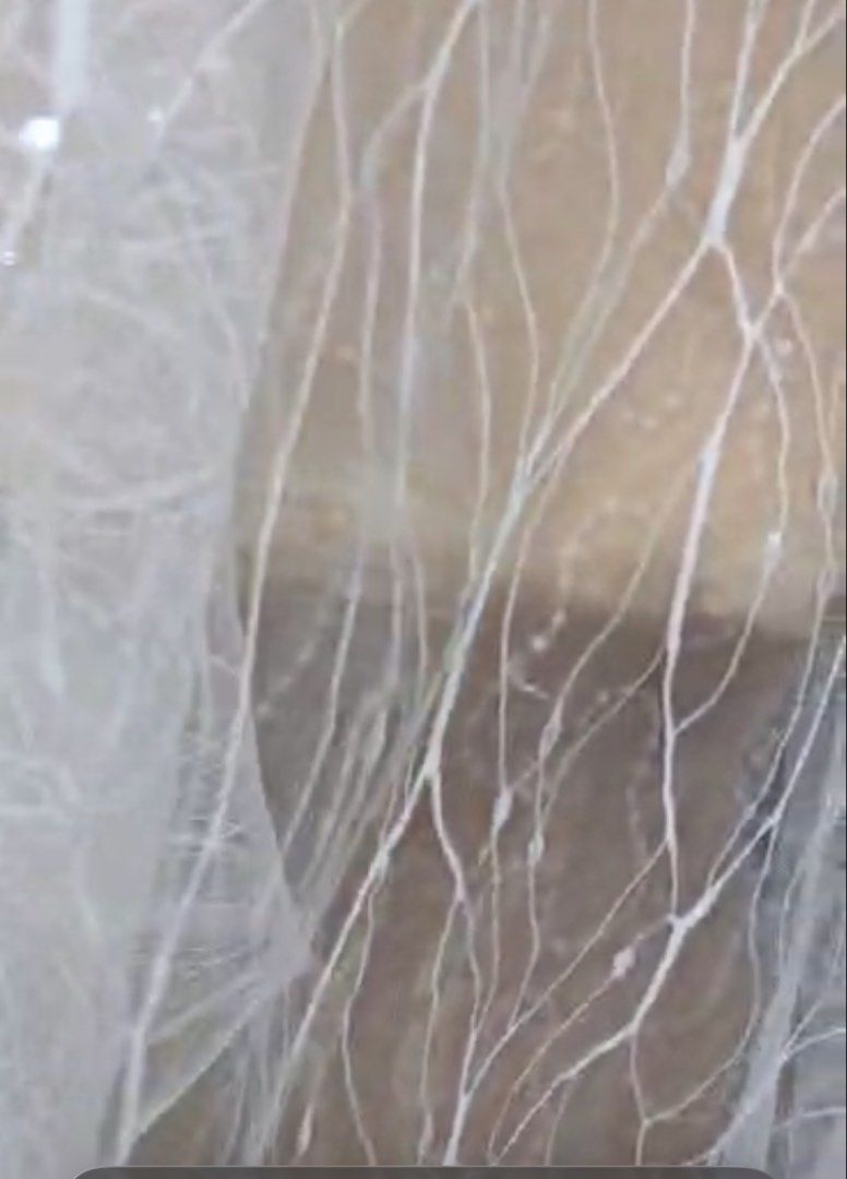 Custom Lace Bridal Veil! (Category: Hair Accessories) located in Pasig City. Submitted by x.declutter (Listing ID 1454511096, Image 3). Description: - Long white wedding veil - Delicate lace trim with floral appliques - Scattered sequins for sparkle - Beautiful, intricate fabric pattern - Perfect for your bridal look - Ideal for your special day -measurement: 120 inches width, 5 Yards long - I paid 20k for this custom veil as I wanted to be uniqu