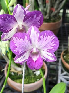Other Orchid species and hybrids Collection item 2