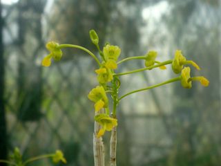 Other Orchid species and hybrids Collection item 1