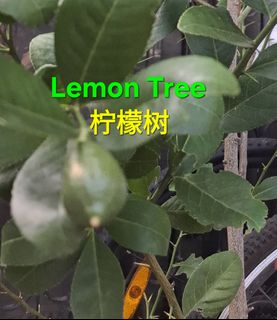 (Category: ) located in . Submitted by go.green (Listing ID 1454468707, Image 1). Description: .