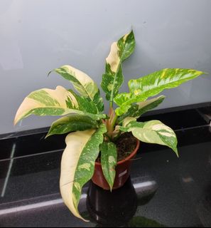 (Category: ) located in . Submitted by hmflowers (Listing ID 1454373231, Image 1). Description: .