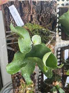 (Category: ) located in . Submitted by sghaworthiahabitat (Listing ID 1454379610, Image 1). Description: .