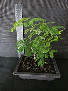 (Category: ) located in . Submitted by thenaturalhobbyist (Listing ID 1451709197, Image 1). Description: .