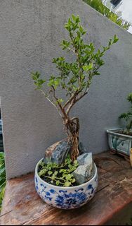 (Category: ) located in . Submitted by microtree.paintstudio (Listing ID 1454432407, Image 1). Description: .