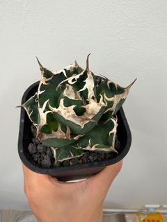 （分類：）位於 。 由 kf12391 提交（商品編號 1454725504，圖片 1）。簡介： 。