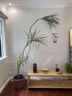 (Category: ) located in . Submitted by hoarderhoe (Listing ID 1454638183, Image 1). Description: .