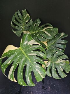 (Category: ) located in . Submitted by plant_farmer (Listing ID 1454655879, Image 1). Description: .