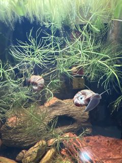 (Category: ) located in . Submitted by seannnn98 (Listing ID 1454687350, Image 1). Description: .