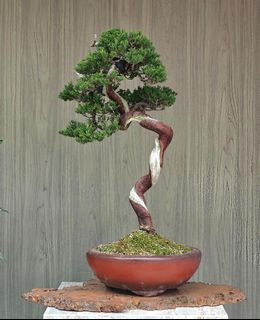 (Category: ) located in . Submitted by jia_bonsai_singapore (Listing ID 1454605831, Image 1). Description: .
