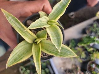 (Category: ) located in . Submitted by sindo.sg (Listing ID 1454610898, Image 1). Description: .
