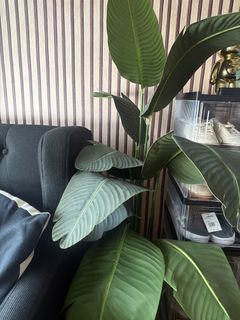 (Category: ) located in . Submitted by mt010285 (Listing ID 1454608757, Image 1). Description: .