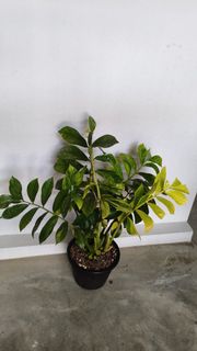 (Category: ) located in . Submitted by desmoteoh (Listing ID 1454580168, Image 1). Description: .