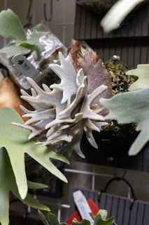 （分類：）位於 。 由 kinn_nn 提交（商品編號 1459076907，圖片 1）。簡介： 。