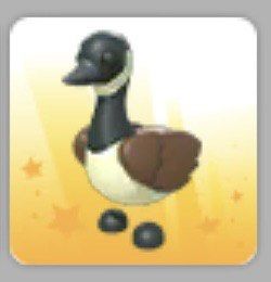 Adopt Me: Canadian Goose 🪿 (Category: In-Game Products) located in Angeles City. Submitted by krssgrc_ (Listing ID 1459055379, Image 1). Description: .