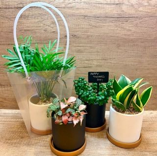 (Category: ) located in . Submitted by lushglassdoor (Listing ID 1459018271, Image 1). Description: .