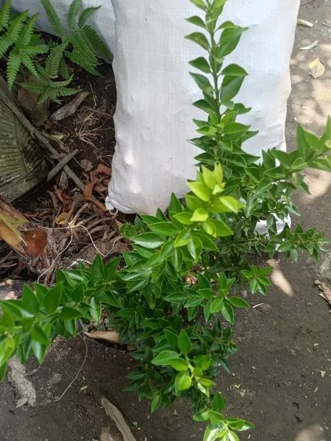 Chinotto Orange (Category: Plants & Seeds) located in Los Banos. Submitted by seaalionn (Listing ID 1458936561, Image 2). Description: small, bitter citrus fruits grown on compact, thornless ornamental trees - may be planted in containers - dwarf - starts fruiting within 6 months.