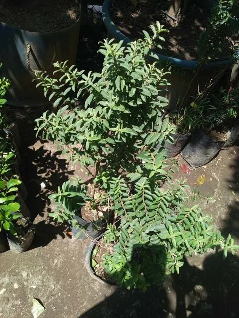 Guava - Green Senorita (Category: Plants & Seeds) located in Los Banos. Submitted by seaalionn (Listing ID 1458936027, Image 1). Description: A rare, dwarf ornamental fruit tree that grows only 5 to 6 feet tall and produces tiny, sweet, bite-sized green fruits May be planted in containers Pretty ornamental leaves, may be used for landscaping Small sweet, aromatic, and juicy fruits.