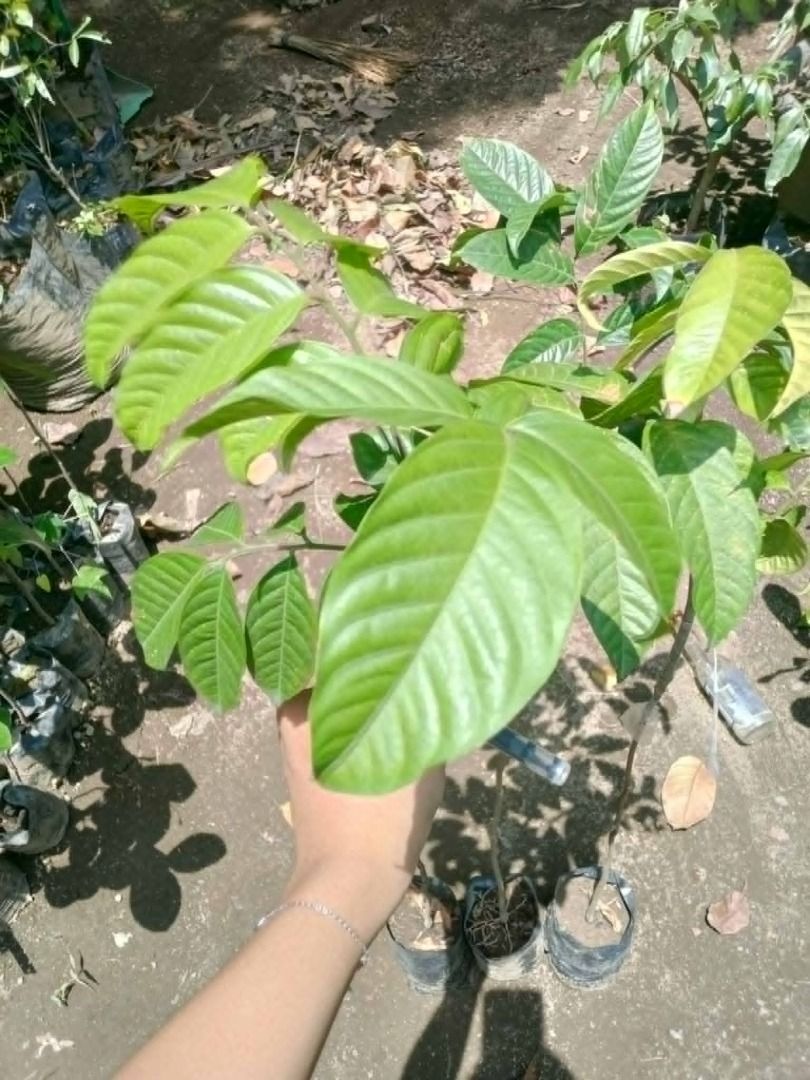 Longkong (Seedless lanzones) (Category: Plants & Seeds) located in Los Banos. Submitted by seaalionn (Listing ID 1458916814, Image 2). Description: Lanzones is a sweet and tangy tropical fruit (Lansium domesticum) native to Southeast Asia, highly popular in the Philippines, Indonesia, and Thailand..