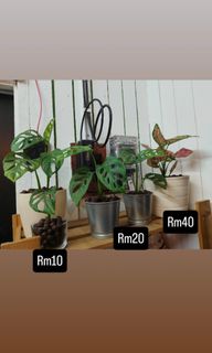 (Category: ) located in . Submitted by aneppo088 (Listing ID 1459071864, Image 1). Description: .