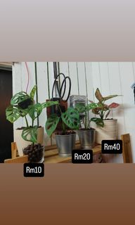 (Category: ) located in . Submitted by aneppo088 (Listing ID 1459071905, Image 1). Description: .
