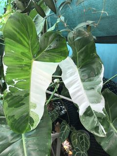(Category: ) located in . Submitted by PlantsRanger (Listing ID 1459031101, Image 1). Description: .