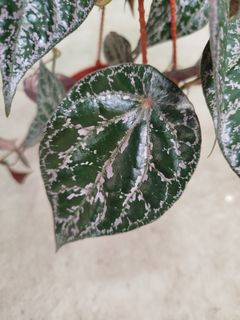 (Category: ) located in . Submitted by awwqa (Listing ID 1458909968, Image 1). Description: .