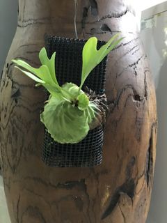(Category: ) located in . Submitted by PlantsRanger (Listing ID 1458984231, Image 1). Description: .