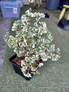 (Category: ) located in . Submitted by pinkfingerssg (Listing ID 1459031963, Image 1). Description: .