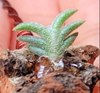（分類：）位於 。 由 tillandsia9811 提交（商品編號 1458894274，圖片 1）。簡介： 。